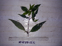 Media resource of Lepidagathis royenii