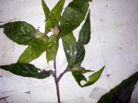 Lepidagathis royenii image