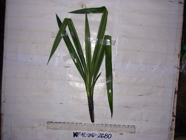 Freycinetia salamauensis image