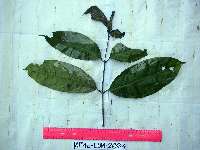 Gnetum latifolium image