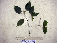 thumbnail image of current specimen