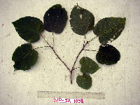 Image Associated With the Occurence