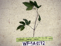 Petraeovitex multiflora image