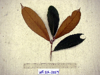 Palaquium supfianum image
