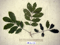 Aphanamixis polystachya image