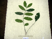 Aphanamixis polystachya image
