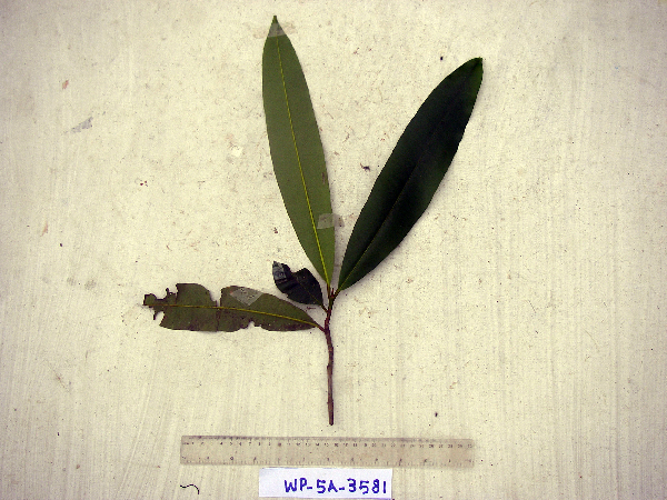 Calophyllum soulattri image