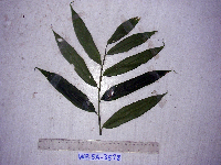 Thumbnail image of current specimen