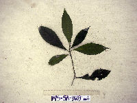 Calycacanthus magnusianus image