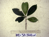 Ternstroemia cherryi image