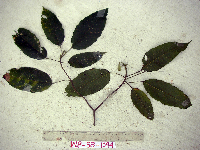 thumbnail image of current specimen