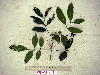 Prasoxylon alliaceum image