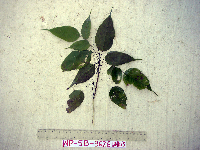 thumbnail image of current specimen