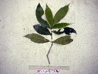 Calycacanthus magnusianus image