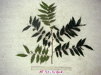 Tristiropsis acutangula image