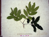 Aphanamixis polystachya image