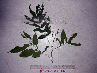Didymocheton papuanus image