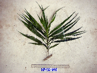 Dracaena angustifolia image