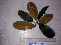 Palaquium supfianum image