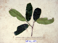 thumbnail image of current specimen