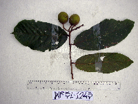 Microcos grandiflora image