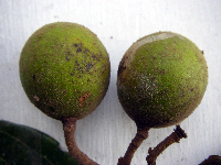 Microcos grandiflora image