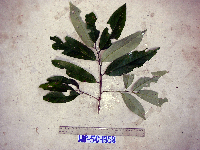 Thumbnail image of current specimen