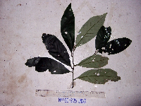 Thumbnail image of current specimen