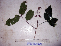 Aphanamixis polystachya image