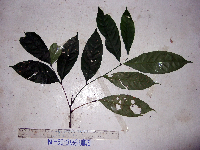 Guioa comesperma image