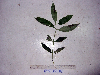 Calycacanthus magnusianus image