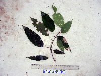 Thumbnail image of current specimen