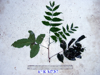 Didymocheton papuanus image