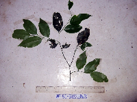 Thumbnail image of current specimen