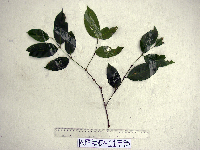 Gnetum gnemonoides image