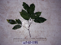 Guioa comesperma image