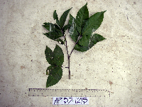 Guioa comesperma image