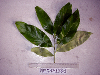 Litsea discolor image