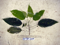 Macaranga punctata image