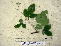 Apocissus hypoglauca image