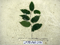 Prunus schlechteri image