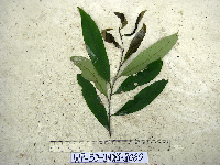 Thumbnail image of current specimen