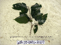 Thumbnail image of current specimen