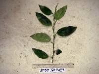 Habenaria rumphii image