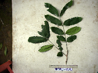 Aphanamixis polystachya image