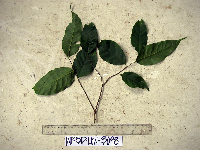 Prunus schlechteri image