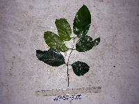Gnetum latifolium image
