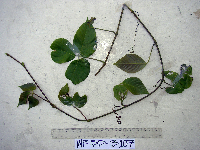 Apocissus hypoglauca image
