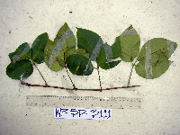 Apocissus hypoglauca image