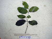 Gnetum latifolium image